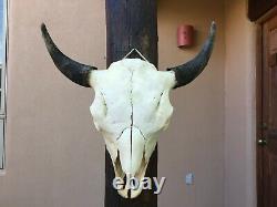 Large 24.5 BULL BUFFALO BISON SKULL HORNS cow head AMERICAN TOTANKA taxidermy
