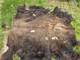 Large 6&times;6ft Buffalo Hide