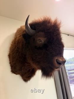 Large American Bison Bull Shoulder Taxidermy Mount Excellent Quality Lodge Decor