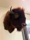 Large American Bison Bull Shoulder Taxidermy Mount Excellent Quality Lodge Decor