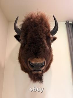 Large American Bison Bull Shoulder Taxidermy Mount Excellent Quality Lodge Decor