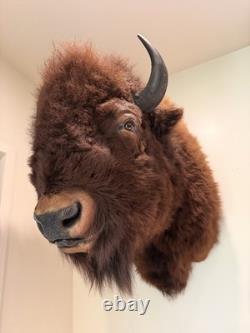 Large American Bison Bull Shoulder Taxidermy Mount Excellent Quality Lodge Decor