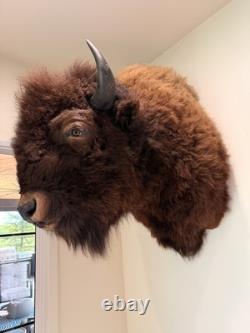 Large American Bison Bull Shoulder Taxidermy Mount Excellent Quality Lodge Decor
