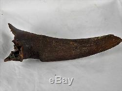 Large Bison Antiquus Fossil Horn / Buffalo USA Art Gift Unique Decor 11.5inch