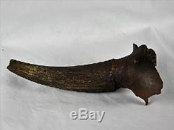 Large Bison Antiquus Fossil Horn / Buffalo USA Art Gift Unique Decor 11.5inch