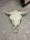 Large Bison Head Skull