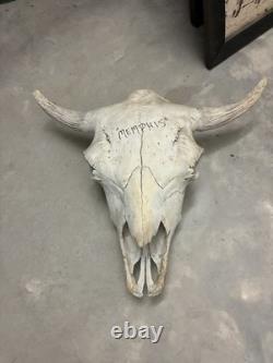 Large Bison Head Skull