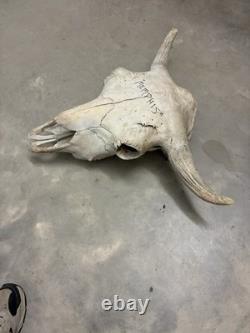 Large Bison Head Skull