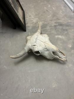 Large Bison Head Skull