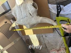 Large Bison Head Skull