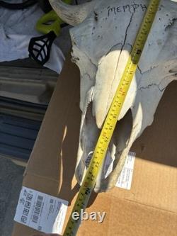 Large Bison Head Skull