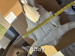 Large Bison Head Skull