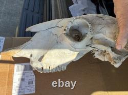 Large Bison Head Skull