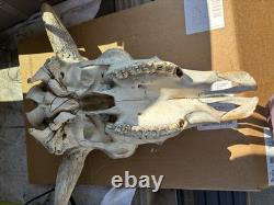 Large Bison Head Skull