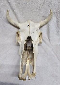 Large Bison Skull