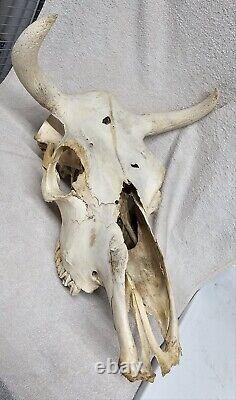 Large Bison Skull