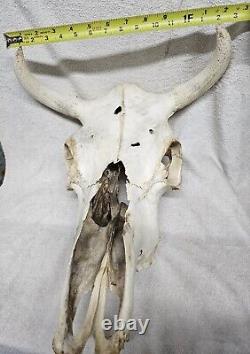 Large Bison Skull