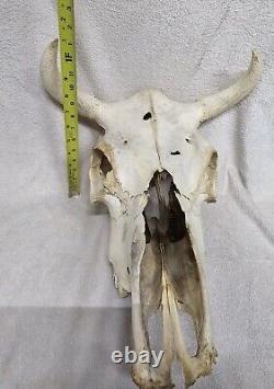 Large Bison Skull