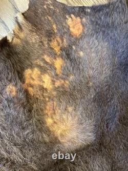 Large Buffalo Bison Hide Rug Real Tanned Western Cabin Lodge Decor Wall or Floor