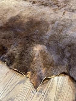 Large Buffalo Bison Hide Rug Real Tanned Western Cabin Lodge Decor Wall or Floor