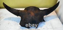 Large Male Premium Quality Nebraska Prehistoric BISON Bison Buffalo Skull River