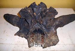 Large Male Premium Quality Nebraska Prehistoric BISON Bison Buffalo Skull River