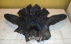 Large Male Premium Quality Nebraska Prehistoric BISON Bison Buffalo Skull River