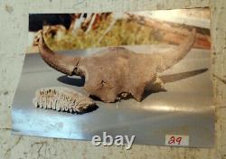 Large Male Premium Quality Nebraska Prehistoric BISON Bison Buffalo Skull River