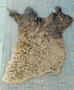 Large Piece Bison Buffalo Head Scrap Fur Hide Leather Taxidermy Pelt Soft Fur