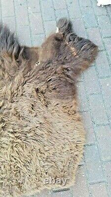 Large Piece Bison Buffalo Head Scrap Fur Hide Leather Taxidermy Pelt Soft Fur