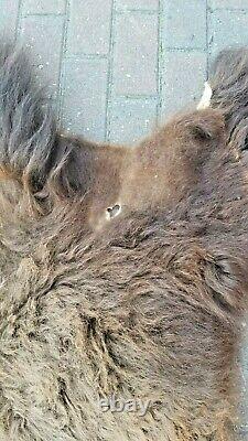 Large Piece Bison Buffalo Head Scrap Fur Hide Leather Taxidermy Pelt Soft Fur