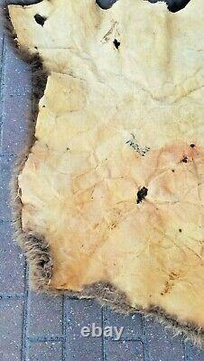 Large Piece Bison Buffalo Head Scrap Fur Hide Leather Taxidermy Pelt Soft Fur