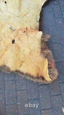 Large Piece Bison Buffalo Head Scrap Fur Hide Leather Taxidermy Pelt Soft Fur