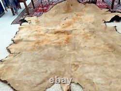 Large Top Quality Bison Hair-on-hide (rug/wall/decorative)