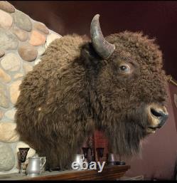 Large Trophy Bison Shoulder Mount
