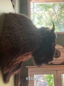 Large Vintage Taxidermy Bison Head Mount with Horns