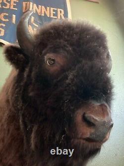 Large Vintage Taxidermy Bison Head Mount with Horns