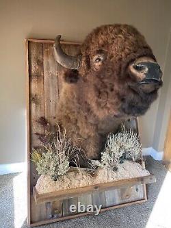 Large Vintage Taxidermy Bison Shoulder Mount with Custom Barn Wood Plaque