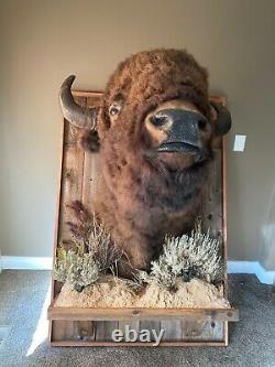 Large Vintage Taxidermy Bison Shoulder Mount with Custom Barn Wood Plaque