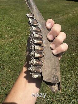 Lot Of 3 Bison Mandible Jaw Bones With Teeth Prehistoric Great Plains Buffalo