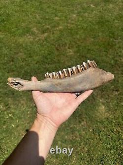 Lot Of 3 Bison Mandible Jaw Bones With Teeth Prehistoric Great Plains Buffalo