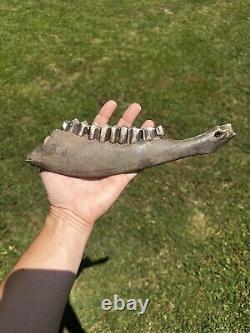 Lot Of 3 Bison Mandible Jaw Bones With Teeth Prehistoric Great Plains Buffalo