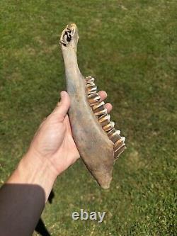 Lot Of 3 Bison Mandible Jaw Bones With Teeth Prehistoric Great Plains Buffalo