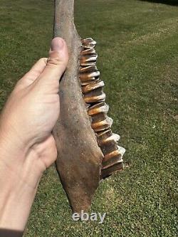 Lot Of 3 Bison Mandible Jaw Bones With Teeth Prehistoric Great Plains Buffalo