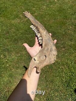 Lot Of 3 Bison Mandible Jaw Bones With Teeth Prehistoric Great Plains Buffalo