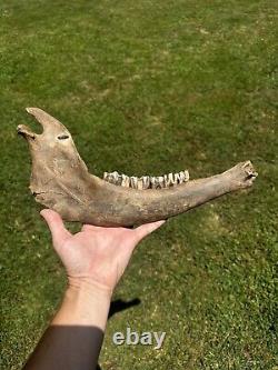 Lot Of 3 Bison Mandible Jaw Bones With Teeth Prehistoric Great Plains Buffalo