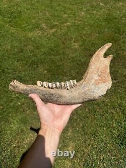 Lot Of 3 Bison Mandible Jaw Bones With Teeth Prehistoric Great Plains Buffalo