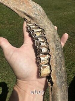 Lot Of 3 Bison Mandible Jaw Bones With Teeth Prehistoric Great Plains Buffalo