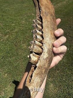 Lot Of 3 Bison Mandible Jaw Bones With Teeth Prehistoric Great Plains Buffalo