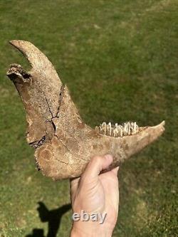 Lot Of 3 Bison Mandible Jaw Bones With Teeth Prehistoric Great Plains Buffalo